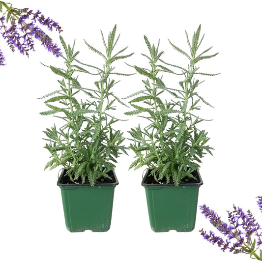 2 French Lavender Plants Live Outdoor Indoor, in 4" Pots, Cold Hardy Fragrant Perennial Herb for Garden and Landscape, 4-8 Inch Tall