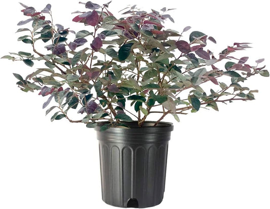 Plum Delight | 1 Large Trade Gallon Size Plant | Loropetalum Chinense | Evergreen Shrub, Purple Foliage, Year-Round Color, Ornamental Shrub, Low Maintenance, Drought Tolerant, Fast Growing