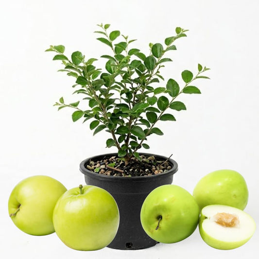 Thai Jujube Tree Live Plant in 3 Gallon Container, Sweet Apple Date Tree, 2 Feet Tall, Hardy and Perennial, No Ship to CA