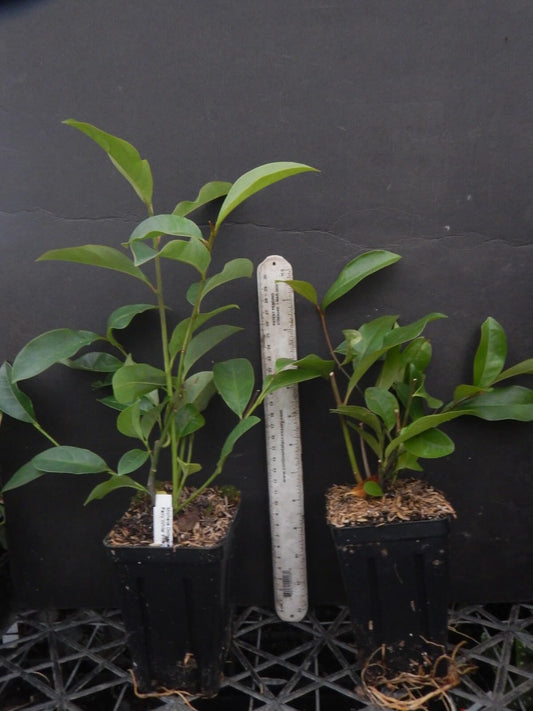 Live Plant - Michelia doltsopa Magnolia TreePink Fragrant Blooms! Well Rooted