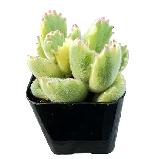 Sprout N Green Variegated Bear’s Paws, Live Succulent Plant Fully Rooted in 2" Pot with Soil, Home Office Indoor Outdoor Wedding Decoration DIY Project, Easy to Care, Keep Away from Pets