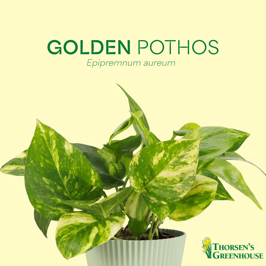 Thorsen's Greenhouse Golden Pothos, Live Indoor Vining Plant, Easy to Grow, Variegated Houseplant, Natural Air Purifier (Coffee, 4-inch Pot)