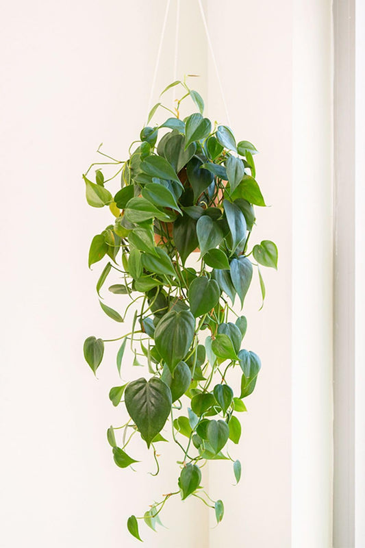 Golden Pothos Hanging Basket – Live Indoor Plant with Heart-Shaped Green & Gold Leaves | Air-Purifying Vine for Home & Office Décor (Medium Hanging Basket/Green)