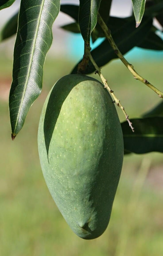 Live Plant - Grafted (ATAULFO/Honey) Mango Live Tree 2-4ft