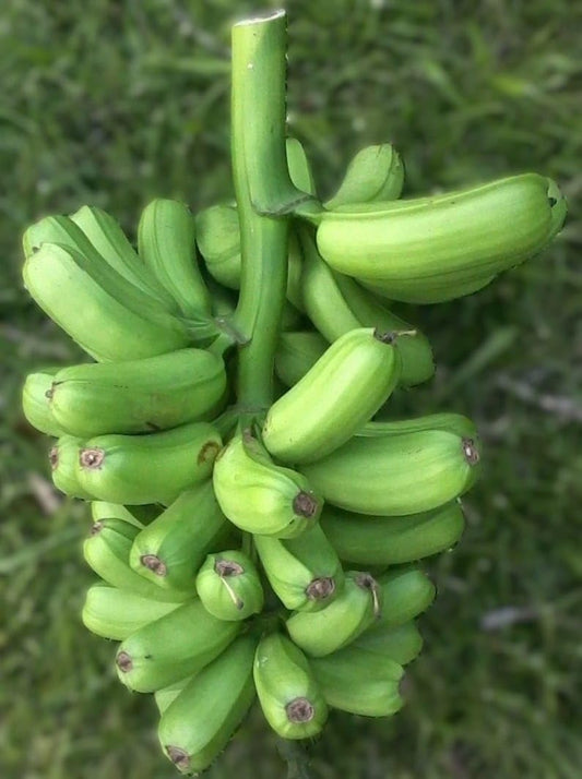 Live Plant - The Hua Moa Banana/Hawaiian Plantain (Musa Acuminata) Live Plant