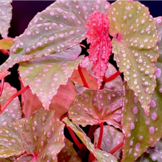Begonia Live Plant Outdoor, Can Grow As Weeping Begonia, Fast-Growing, Easy-Care Flowering Plant for Gardens Containers, 5-9” Tall, No Pot, Begonia Maculata Plants (Pink Polka Dot)