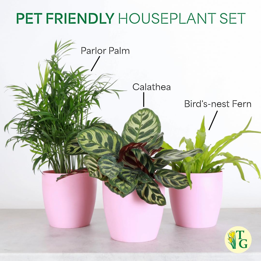 Thorsen's Greenhouse Live Pet Friendly Indoor Houseplants, Live Plants, Safe for Pets, 4" Diameter Pot, 3-Pack (Terra Cotta)
