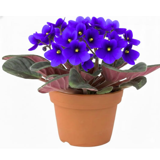 Blue African Violet Plant, Perennial African Violet Live Plants in 4 Inch Pot, Violets Live Plants Houseplant for Indoor Garden