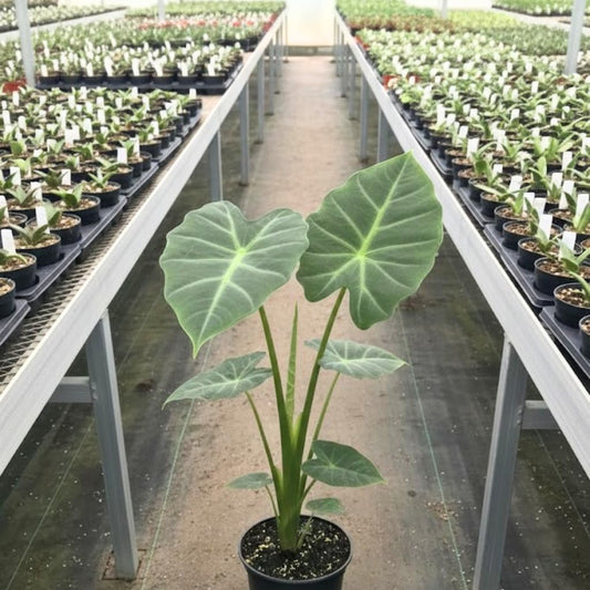 Giant Elephant Ear Plant 1–2ft Tall | Live Mammoth Elephant Ear Bulb Grown Plant – Large Tropical Elephant Ears for Garden & Landscape, Fast-Growing Colocasia with Bold Foliage