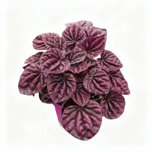 Peperomia 'Ripple Red' in 4in Pot - Live Plants Tropical Houseplants | Variegated | USA Growers | The Snobby Leaf