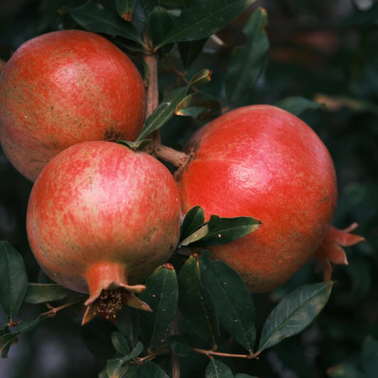 Pomegranate Tree Live Plant, Sweet Fruit 2–3 Ft Tall in 3 Gallon Pot, Cold Hardy Outdoor Garden Tree, No Ship to CA