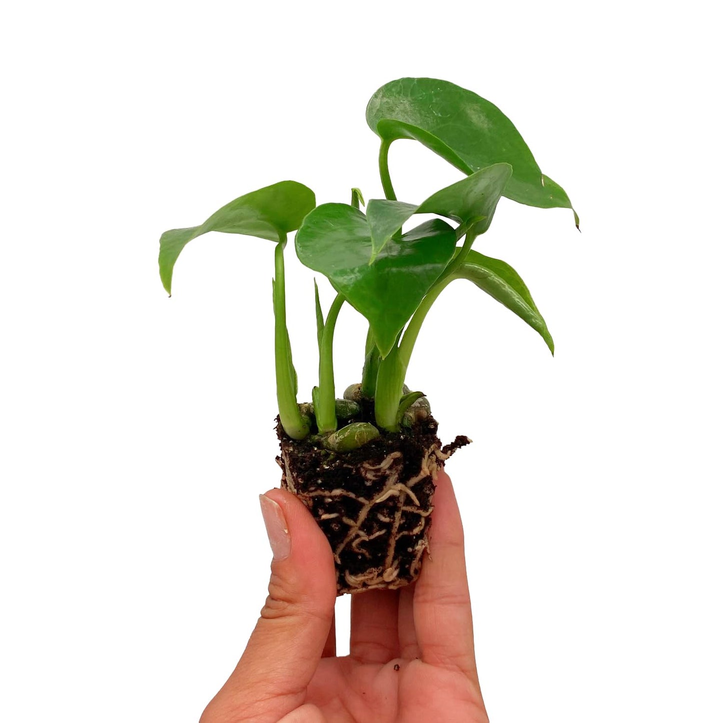 ragnaroc Monstera Deliciosa 2-4" 2ct – Live Plant for Indoor Outdoor Use, Garden & Landscaping – Live Arrival Guaranteed