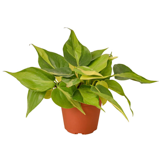 Philodendron 'Brazil' | Live Plant for Indoor & Outdoor | for Living Room, Office, Bathroom | (4" Pot)