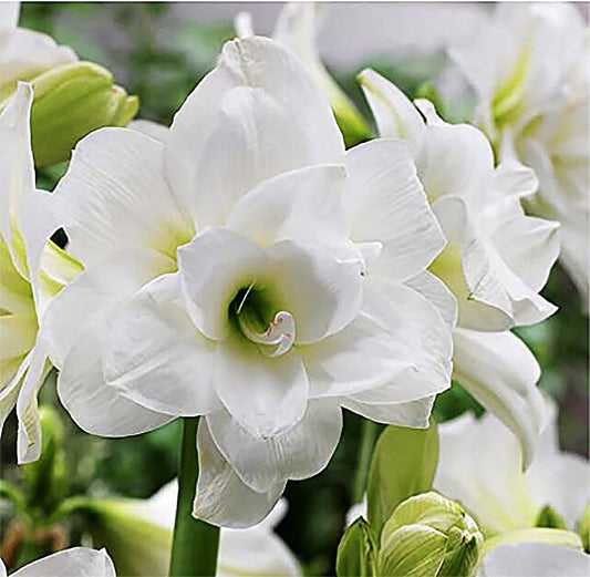 Alaska Triple White Amaryllis Bulb – Large Bulb for Planting, 4-8 Blooms, 16–24" Tall – Elegant Indoor & Outdoor Plant – Ideal for Seasonal Decor – Low-Maintenance Amaryllis Bulb (Not in Wax)