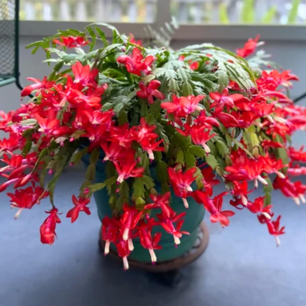 Christmas Cactus Plant Live, Holiday Cactus Live Plant, 4 to 6 Inc Tall, Hanging Baskets Houseplants, 4 Inc Potted, Gardening Indoor Outdoor (Red)