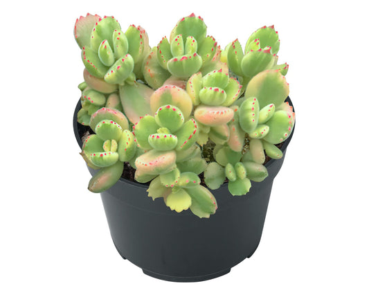 Sprout N Green Bear’s Paws, Live Succulent Fully Rooted in 4" Pots with Soil Mix, Rare House Plant for Home Office Indoor Outdoor Wedding Decor, DIY Projects, Party Favor