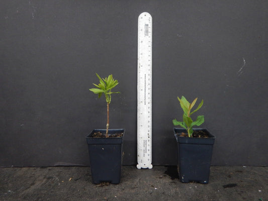 Live Plant - Gold Strikearomi Azalea Rhododendron Deciduous Small Starter Plantdormant!