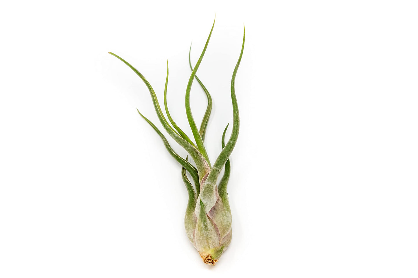 Tillandsia Caput Medusae Air Plants - Live Succulent House Plants - Available in Wholesale and Bulk - Home and Garden Decor - Easy Care Indoor/Outdoor Air Plant (Pack of 50)
