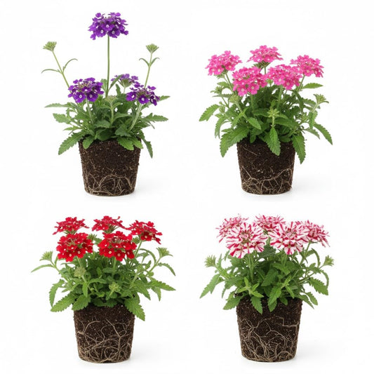 Set 2 Verbena Live Plants, Perennial Verbena Flowers, Long-Lasting, Hardy Flowering Plant for Planting (Assorted)