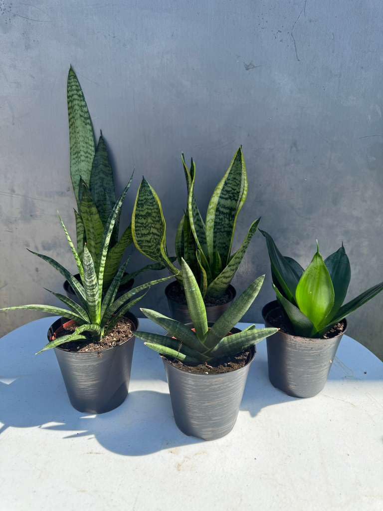 PLANTVERS Set of 3 Assorted Sansevieria in 4" Grow Pots – Live Snake Plant Collection – Easy Care Succulent Houseplants – Air Purifying Indoor Plants
