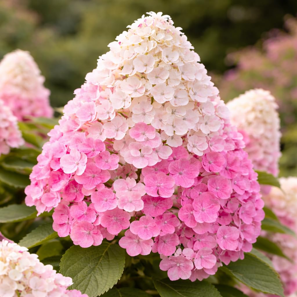 First Editions® Vanilla Strawberry™ Hydrangea Plug – Hydrangea paniculata ‘Renhy’ Starter Plant, Color-Changing White to Pink Blooms, Hardy Flowering Shrub for Garden & Landscape (1)