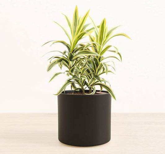 Dracaena 'Song of India' | Live Plant for Indoor & Outdoor | for Living Room, Office, Bathroom | (6" Pot, Black Cylinder)