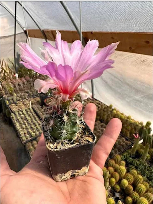 Glory of Texas Cactus (Thelocactus Bicolor) - Live Plant - Award-Winning Blooms - Attracts Pollinators