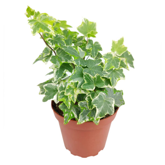 Golden English Ivy (4" Grower Pot) - Healthy Houseplant - Easy Care Indoor Houseplant