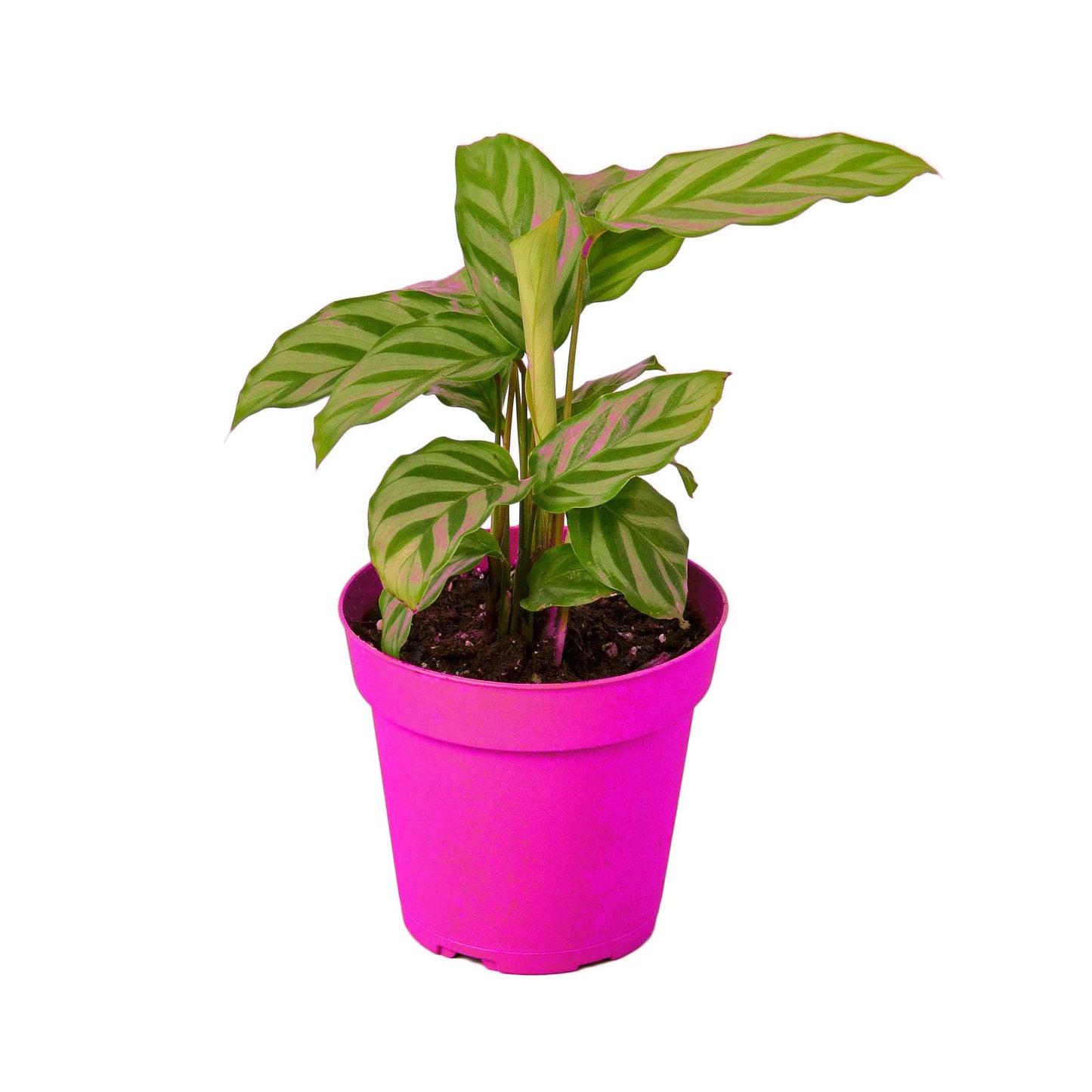 3 Pack Calathea Concinna 'Freddie' in 6in Pot - Live Tropical Houseplant - Easy to Grow | Air Purifying | Pet Friendly | Variegated | USA Growers | The Snobby Leaf