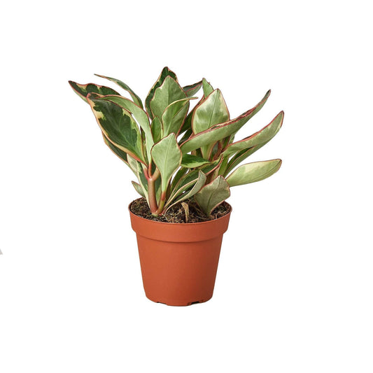 Peperomia Ginny Live Plant for Indoor | Different Houseplants in 3'' Pot | Real House Plant for Living Room, Office, Desk & Bathroom | Ginny | Peperomia clusiifolia