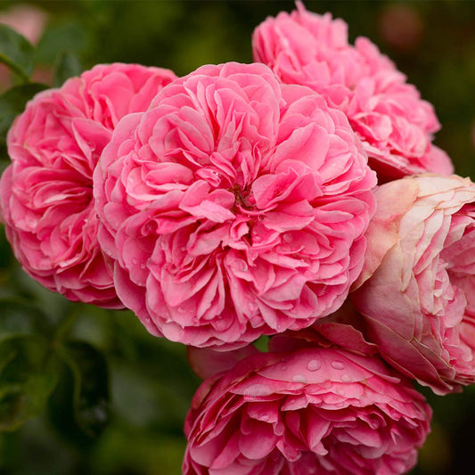 Heirloom Roses Rose Plant - Leonardo Da Vinci® Pink Rose Bush, Live Shrub Rose Plant for Planting Outdoors