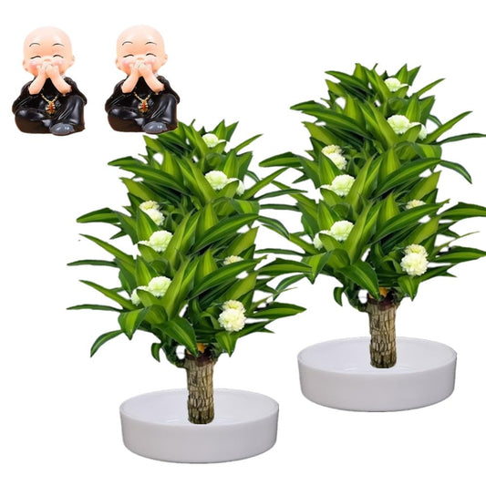 Brazilian Lucky Wood，Easy to Maintain and Purify the Air Brazilian Wood，Suitable for Living Rooms, Kitchens, Bedrooms, Desks, and Outdoor Gardens (2A)
