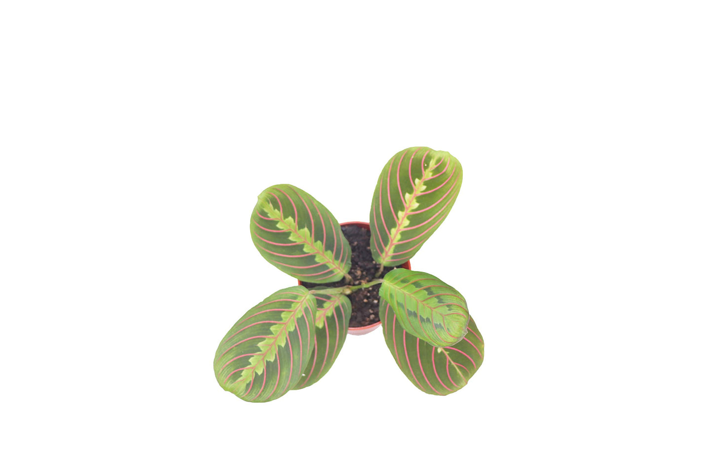 Red Maranta Prayer - 4'' from California Tropicals