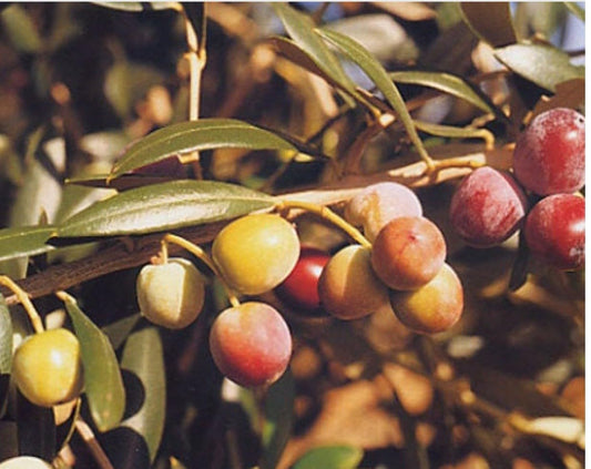 Live Plant - Arbequina Olive Tree-Olea Europea- ONE Small Rooted Plant