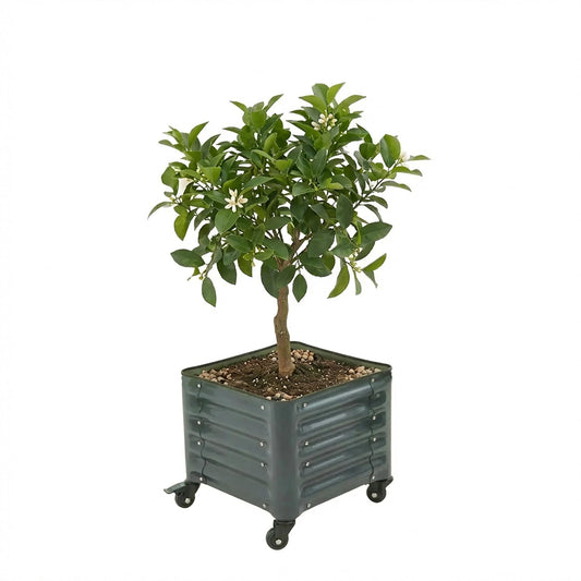 Vego garden Classic Rolling Citrus Tree Planter – 1.75' Mobile Metal Raised Garden Bed for Patio, Deck, Balcony – Deep Planting Space, Durable & Easy to Move (Modern Gray, 1.75'X1.75')