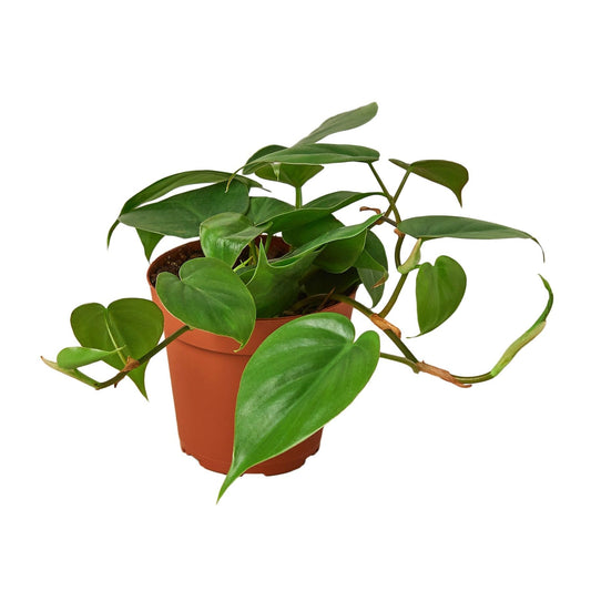 Philodendron Cordatum Heartleaf | Live Plant for Indoor & Outdoor | for Living Room, Office, Bathroom | (4" Pot)