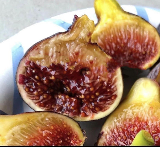 Live Plant - Fig Trees Cold Weather Combo 2 Trees Olympian and Fignomenal