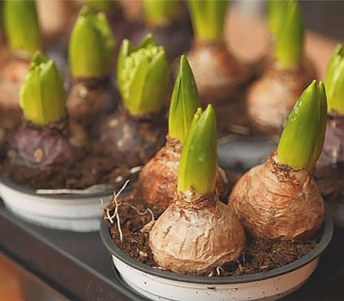 6 Large Mixed Hyacinth Bulbs – Premium 16-17cm Size for Stunning Spring Blooms in Purple, Blue, White, Pink, Yellow, Orange, and Peach