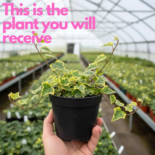 Gold Child Ivy Tree for Planting | English Ivy Live Plant in 4 Inch Pot | Lush Gold Child English Ivy Indoor Plant for Home & Office Décor | Easy-Care Houseplant for Shelves Displays