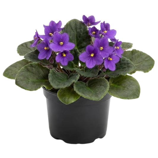 African Violets Live Plant in 4 Inch Pot, Purple Blooms, Perennial Flower Houseplant African Violet Plant for Indoors Outdoor Garden