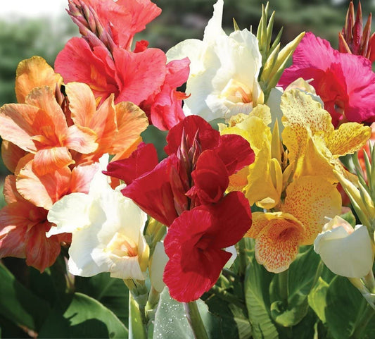 Mixed Color Canna Lily Bulbs for Planting - Stunning Summer Lily Blooms (9 Bulbs)