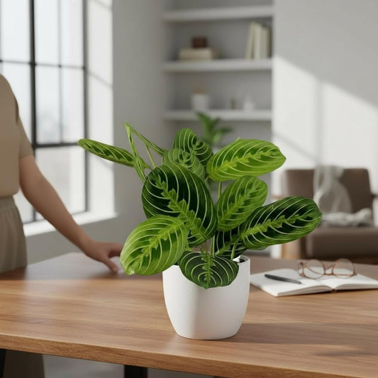Live Plant, Lemon Lime Maranta Prayer Plant, Pet Friendly, Air Purifying Plant, Easy Care, Easy to Grow Live Indoor Plant, Houseplant, Rare Indoor Plant, Home Décor Pot (White)
