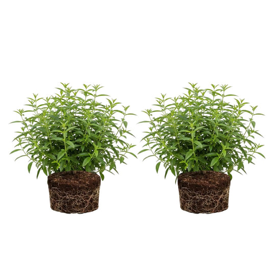 2 Lemon Verbena Plant, 4-Inch Tall Starter Herb, Non-GMO, Fast Growing Edible Herbs, Lemon Verbena Live Plant for Outdoor Garden Planting