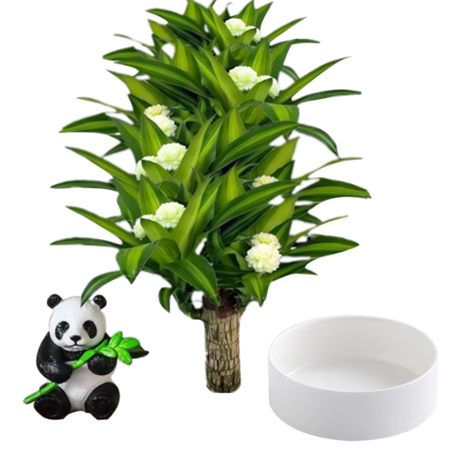 Brazilian Lucky Wood Plant,Brazilian Wood Doesn't Need to Wait to Sprout, Natural Air Cleaner, Suitable for Home Office Desk Decor (Panda)