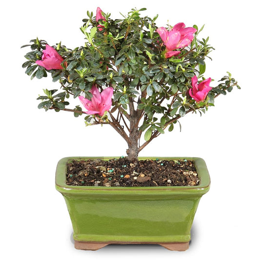 Brussel's Bonsai - Live Satsuki Azalea Flowering Bonsai Tree in Ceramic Bonsai Pot, Outdoor Bonsai Tree Live Plant, 5 Years Old, 5-8 Inches Tall, Easy Care Plant for Patio Garden (Small)