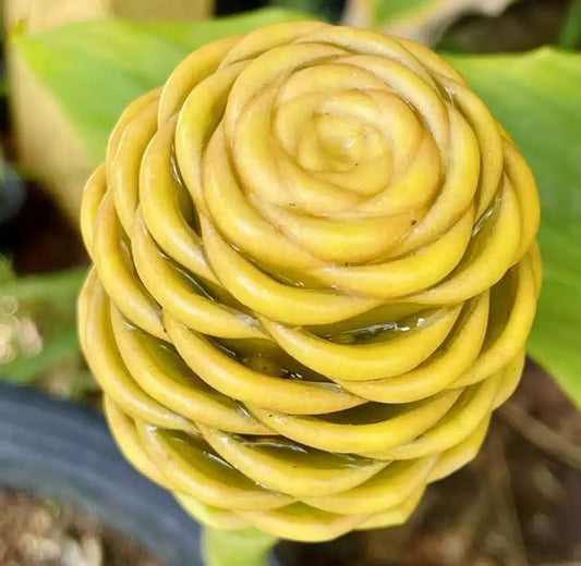 Live Plant - Pinecone Ginger (Zingiber zerumbet) Ornamental Live Plant 10”-20”