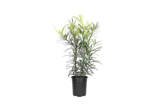 Podocarpus Japanese Yew | 3 Live 4 Inch Plants | Podocarpus Macrophyllus | Evergreen Shrub, Low Maintenance, Drought Tolerant, Privacy Screen Landscaping, Fast Growing, Ornamental Foliage