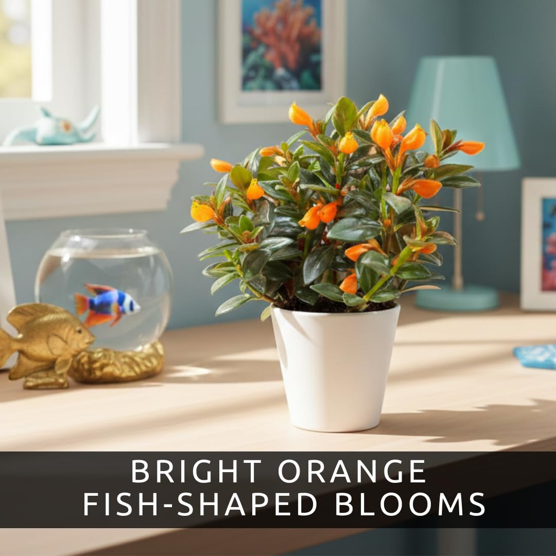 Orange Goldfish Starter Plant - 2 Inch Pot - Cute Indoor Nematanthus Starter Plant with Bright “Goldfish” Blooms – Gift for Fish Lovers, Small Spaces & Year-Round Color – Easy Houseplant