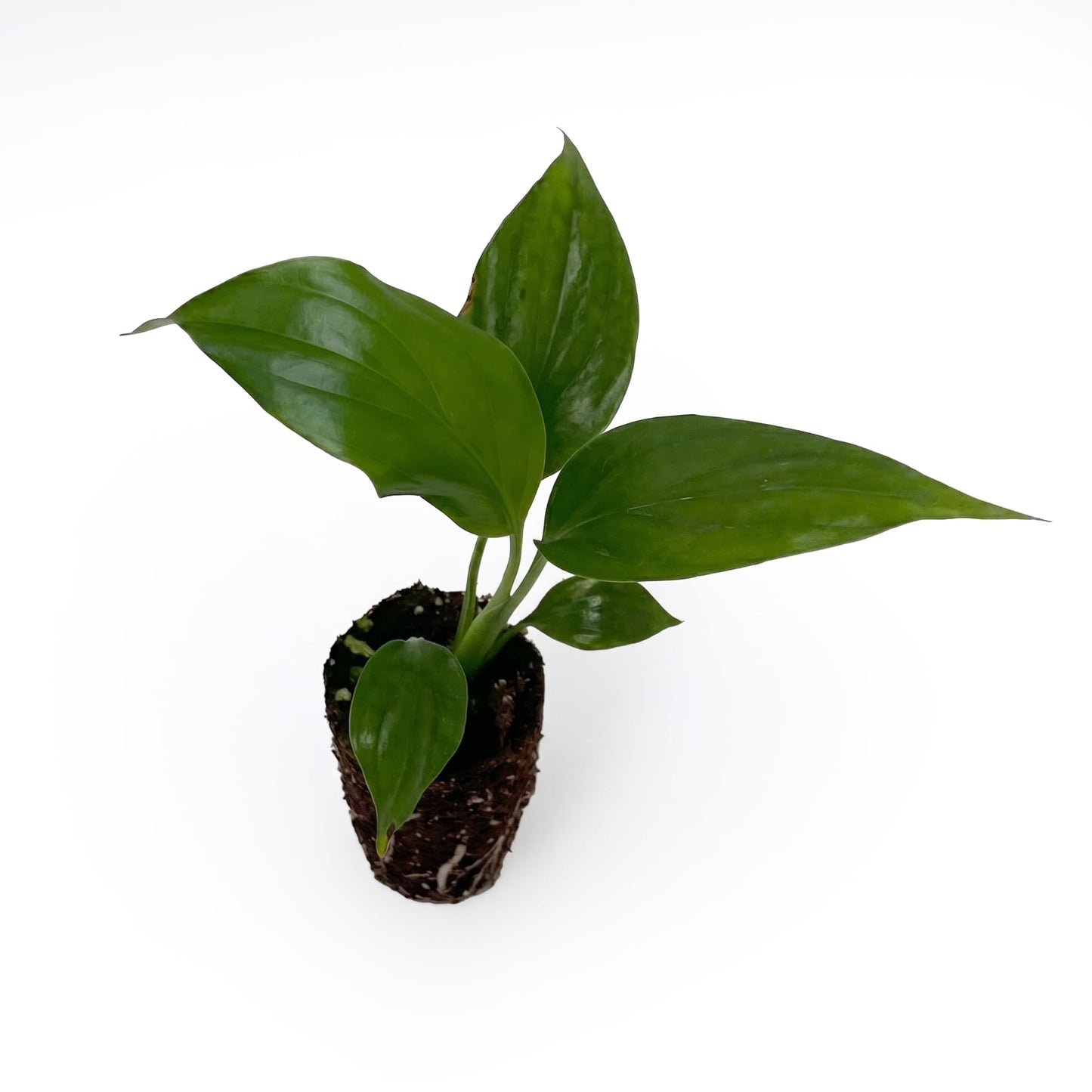 Live Spathiphyllum '7th Heaven' Plant - '7th Heaven Peace Lily' - ragnaroc Tropical Plant 2-8" Tall - 1ct - Live Arrival Guaranteed - House Plants for Home Décor & Gift