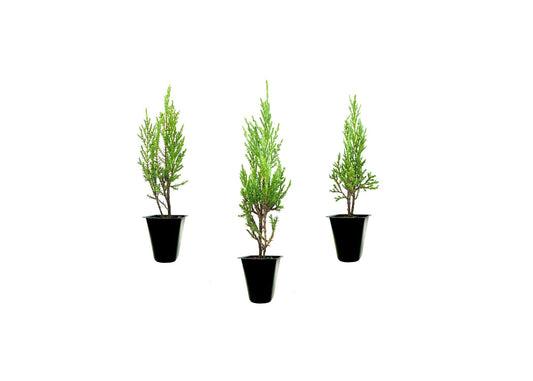 Medora Juniper | 10 Live Plants | Perfect for Year-Round Landscaping, Privacy Screening, and Low Water Environments, Drought-Tolerant